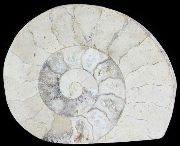 Cut and Polished Lower Jurassic Ammonite - England #62580